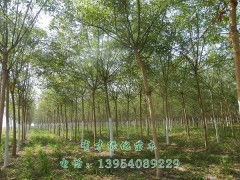 精品國槐，綠化優選 5-10公分國槐苗木，定陶縣有才綠化苗木種植專業合作社專業供應